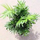 5 PCS Seeds Rare Chrysalidocarpus Lutescens Seeds Areca Palm Bonsai 5 PCS Seeds Rare Chrysalidocarpus Lutescens Seeds Areca Palm Bonsai