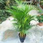 5 PCS Seeds Rare Chrysalidocarpus Lutescens Seeds Areca Palm Bonsai