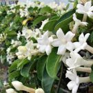 100 PCS Seeds Rare Climbing Jasmine Flower
