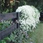 100 PCS Seeds Rare Climbing Jasmine Flower