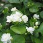 100 PCS Seeds Rare Climbing Jasmine Flower
