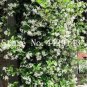 100 PCS Seeds Rare Climbing Jasmine Flower