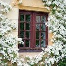 50 PCS Seeds Rare Climbing Jasmine Flower sEEDS, Colorful Fragrant Arabian Jasmine