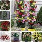 50 PCS Seeds Rare Climbing Jasmine Flower sEEDS, Colorful Fragrant Arabian Jasmine
