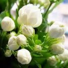 100 PCS Seeds Rare Climbing Jasmine Flower