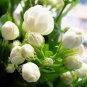 100 PCS Seeds Rare Climbing Jasmine Flower