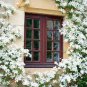 100 PCS Seeds Rare Climbing Jasmine Flower