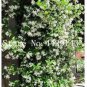 100 PCS Seeds Rare Climbing Jasmine Flower