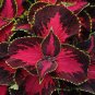 100 PCS Seeds Rare Coleus Blumei Bonsai Seeds Fire Red Petals with Golden Ege Leaves
