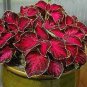100 PCS Seeds Rare Coleus Blumei Bonsai Seeds Fire Red Petals with Golden Ege Leaves