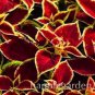 100 PCS Seeds Rare Coleus Blumei Bonsai Seeds Fire Red Petals with Golden Ege Leaves