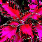 200 PCS Seeds Rare Coleus Blumei Plant Flower Bonsai Potted Begonia Plants