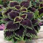 200 PCS Seeds Rare Coleus Blumei Plant Flower Bonsai Potted Begonia Plants