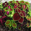 30 PCS Seeds Rare Coleus Blumei Rainbow Series Garden