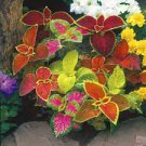 35 PCS Seeds Rare Coleus Blumei Rainbow Series Garden