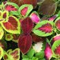 35 PCS Seeds Rare Coleus Blumei Rainbow Series Garden