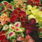 35 PCS Seeds Rare Coleus Blumei Rainbow Series Garden