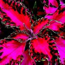 30 PCS Seeds Rare Coleus Bonsai Foliage Plants