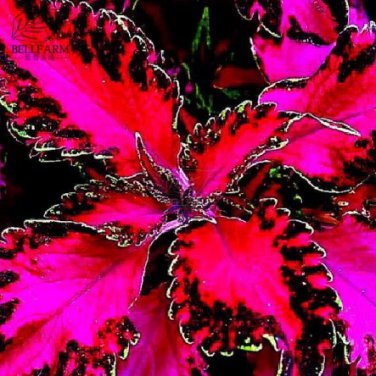 30 PCS Seeds Rare Coleus Bonsai Foliage Plants