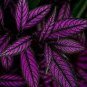 30 PCS Seeds Rare Coleus Bonsai Foliage Plants