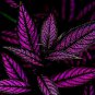 30 PCS Seeds Rare Coleus Bonsai Foliage Plants