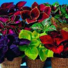 100 PCS Seeds Rare Coleus Plants 100 PCS Seeds Rare Coleus Plants