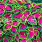100 PCS Seeds Rare Coleus Plants
