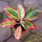 100 PCS Seeds Rare Color Aglaonema Bonsai 100 PCS Seeds Rare Color Aglaonema Bonsai