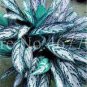 100 PCS Seeds Rare Color Aglaonema Bonsai