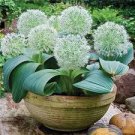 100 PCS Seeds Rare Color Giant Allium Giganteum Beautiful Flower 100 PCS Seeds Rare Color Giant Allium Giganteum Beautiful Flower