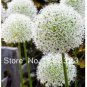 100 PCS Seeds Rare Color Giant Allium Giganteum Beautiful Flower