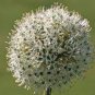 100 PCS Seeds Rare Color Giant Allium Giganteum Beautiful Flower