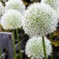 100 PCS Seeds Rare Color Giant Allium Giganteum Beautiful Flower