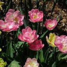 200 PCS Seeds Rare Color Ice Cream Tulip Flower Tulipagesneriana Tulipanes Bonsai