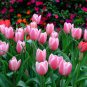 200 PCS Seeds Rare Color Ice Cream Tulip Flower Tulipagesneriana Tulipanes Bonsai