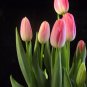 200 PCS Seeds Rare Color Ice Cream Tulip Flower Tulipagesneriana Tulipanes Bonsai