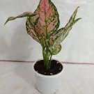 100 PCS Seeds Rare Color Aglaonema Bonsai 100 PCS Seeds Rare Color Aglaonema Bonsai