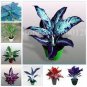 100 PCS Seeds Rare Color Aglaonema Bonsai