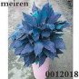 100 PCS Seeds Rare Color Aglaonema Bonsai