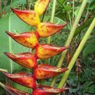 200 PCS Seeds Rare Color Succulent Heliconia Plants 200 PCS Seeds Rare Color Succulent Heliconia Plants