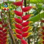 200 PCS Seeds Rare Color Succulent Heliconia Plants
