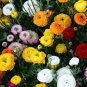 20 PCS Seeds Rare Colorful Beautiful Ranunculus Asiaticus Persian Buttercup Perennial Flowers
