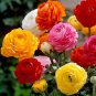 20 PCS Seeds Rare Colorful Beautiful Ranunculus Asiaticus Persian Buttercup Perennial Flowers
