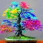 20 PCS Seeds Rare Colorful Bonsai Japanese Maple Tree