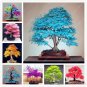 20 PCS Seeds Rare Colorful Bonsai Japanese Maple Tree