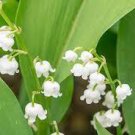 50 PCS Seeds Rare Colorful Lily of the Valley Convallaria Majalis Perennial Flowers 50 PCS Seeds Rare Colorful Lily of the Valley Convallaria Majalis Perennial Flowers