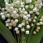 50 PCS Seeds Rare Colorful Lily of the Valley Convallaria Majalis Perennial Flowers