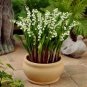50 PCS Seeds Rare Colorful Lily of the Valley Convallaria Majalis Perennial Flowers