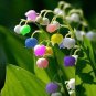 50 PCS Seeds Rare Colorful Lily of the Valley Convallaria Majalis Perennial Flowers
