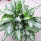 100 PCS Seeds Rare Color Aglaonema Bonsai